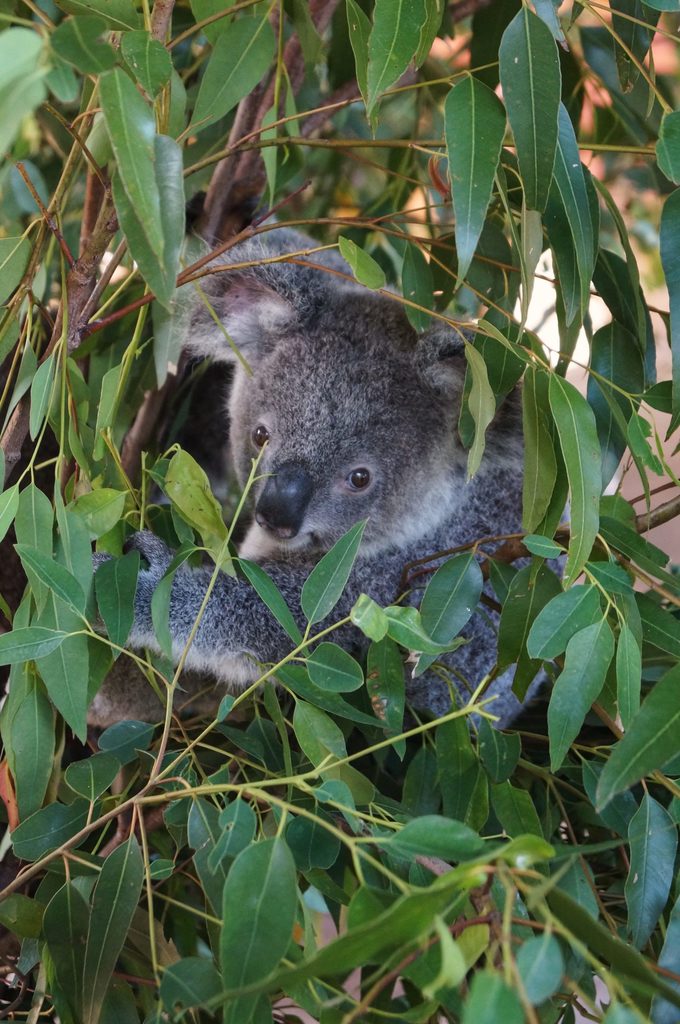 Australia Zoo: Koala Baby zwischen Eukalyptus