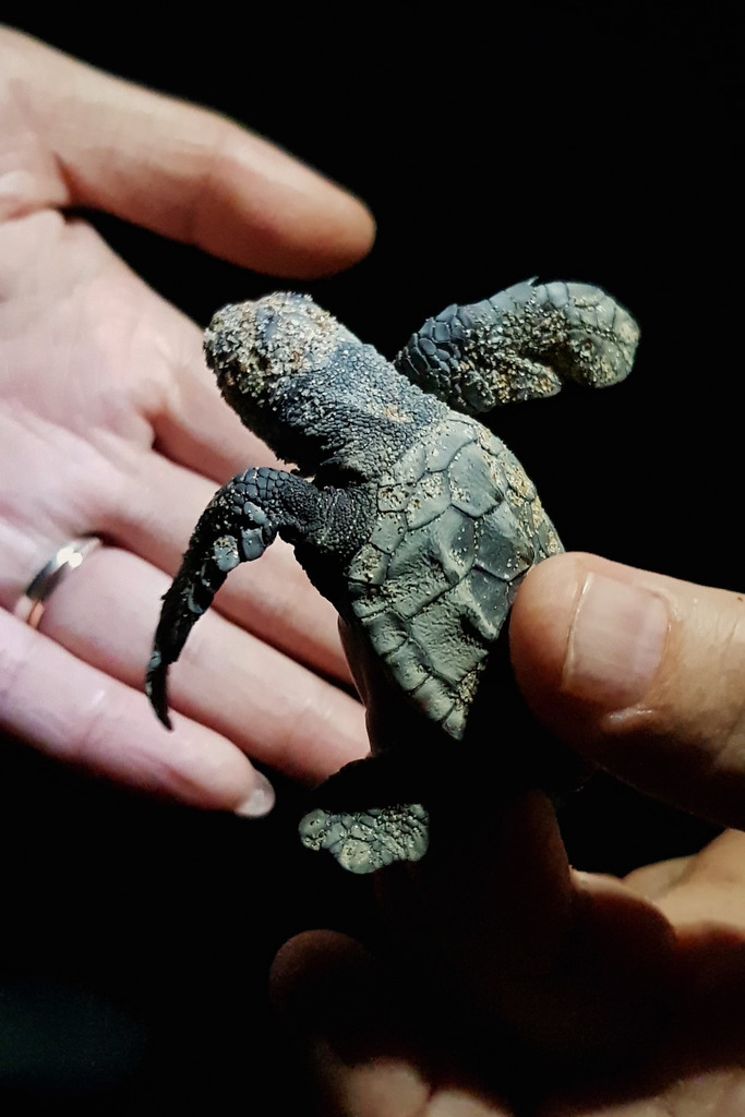 Bundaberg: Mon Repos Turtle Center