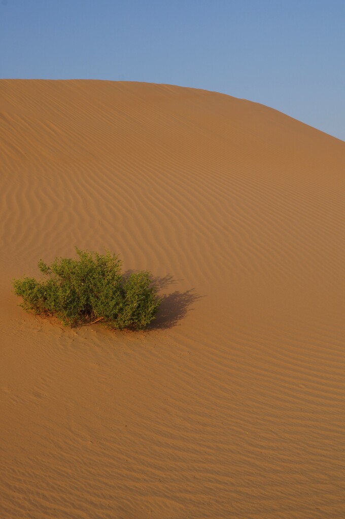 Wüstensafari: Sanddünen in der Wüste